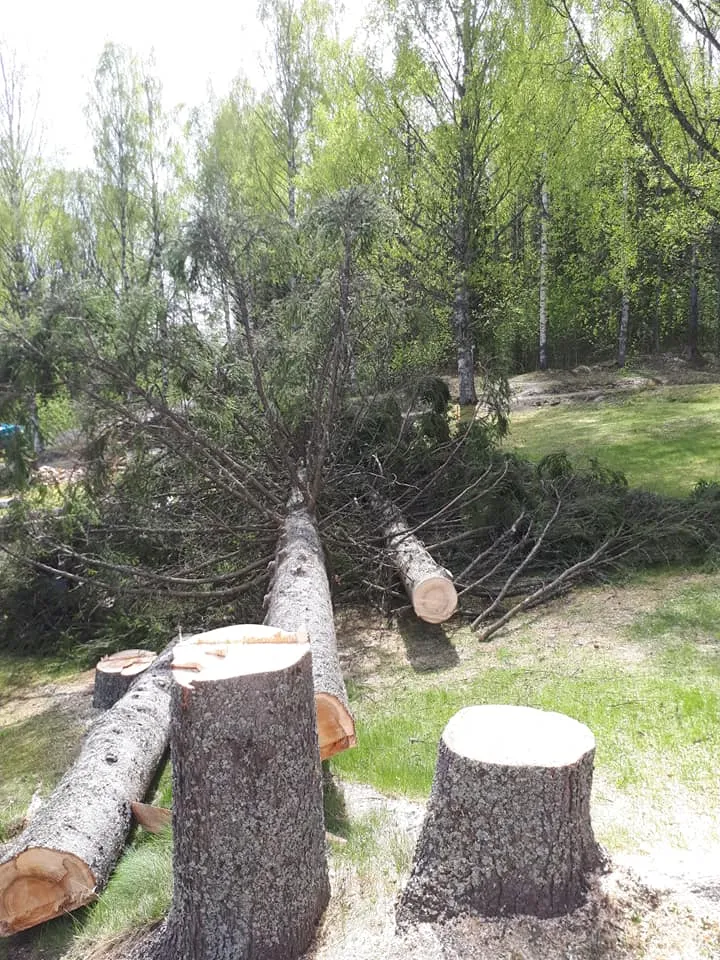 Stubbar efter trädfällning