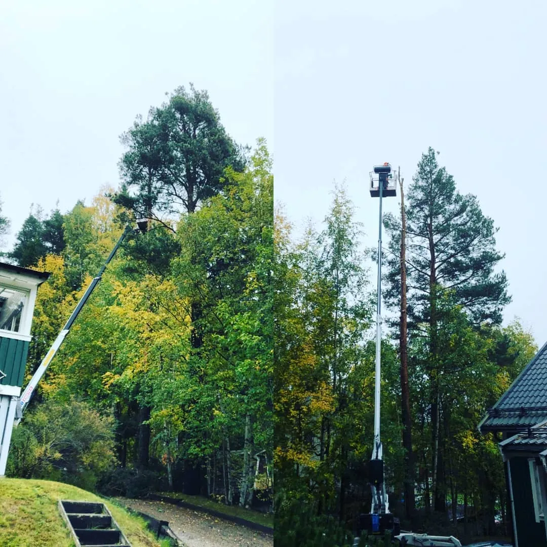 Trädfällning med skylift