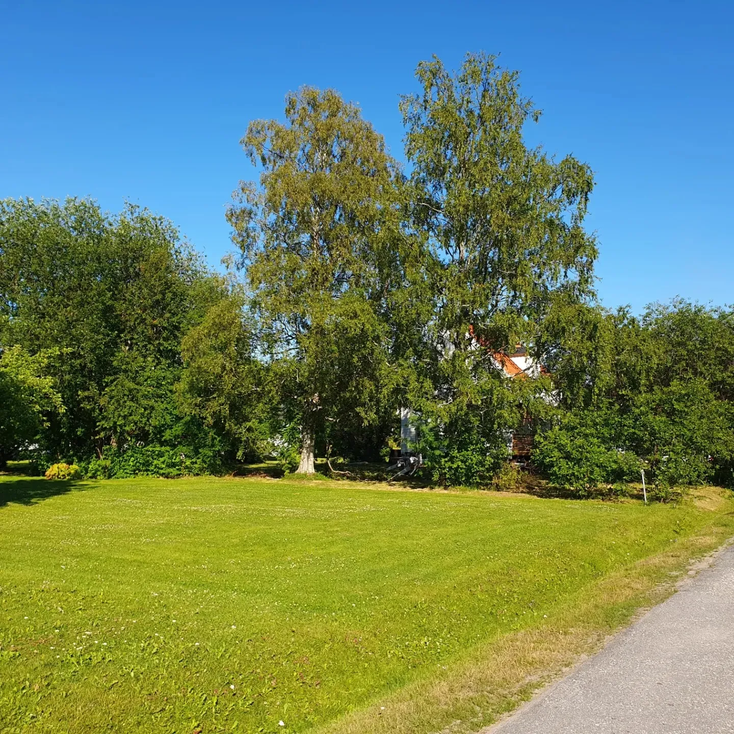 Stor björk vid villaområde
