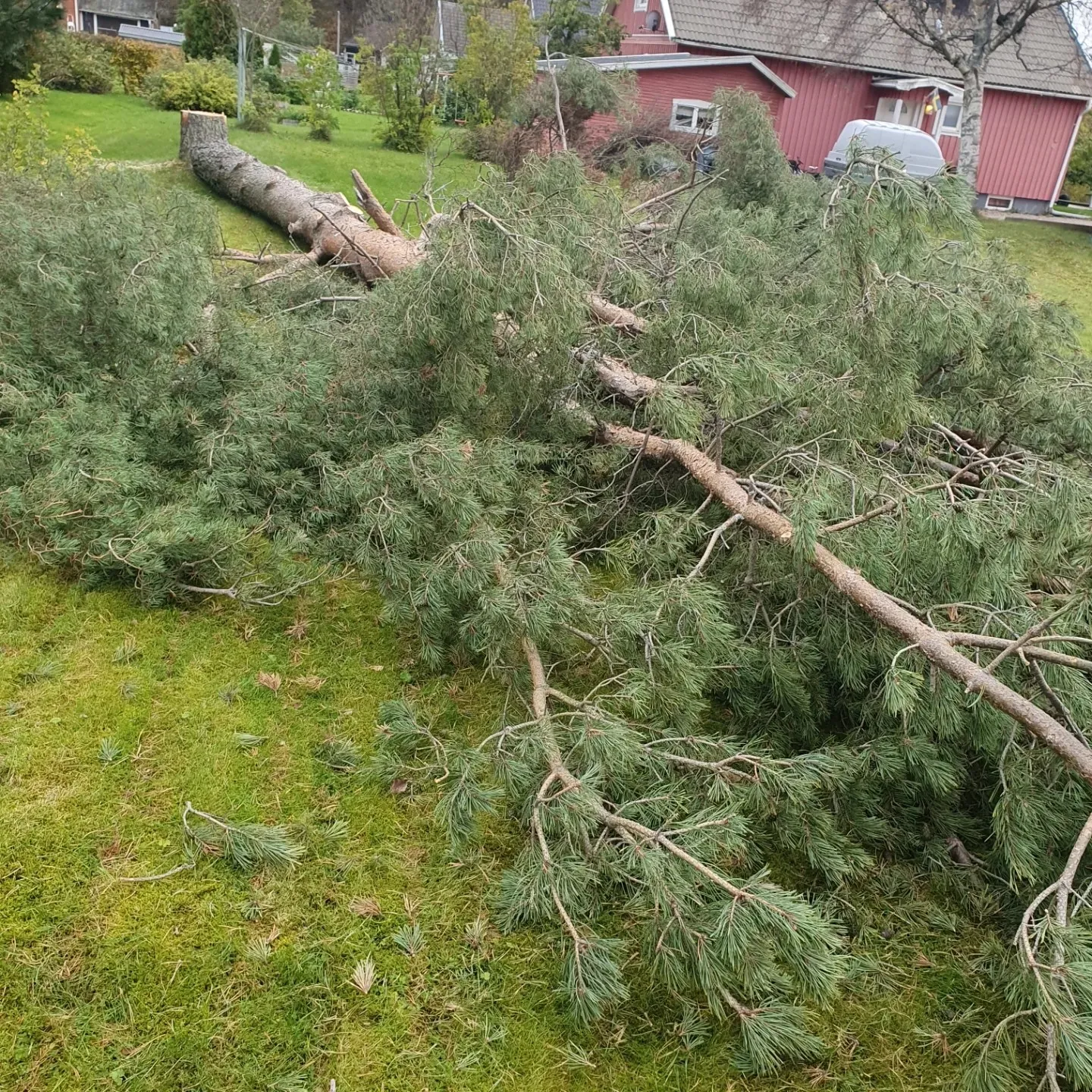 Färdigfällt träd på gräsmatta