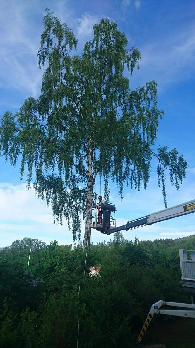 Daniel med motorsåg vid stubbe