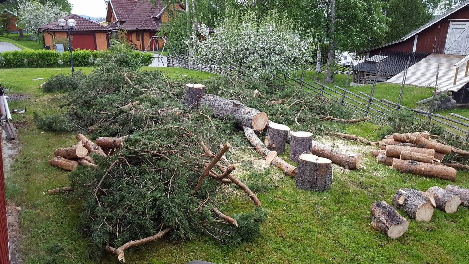 Trädfällning arkivbild